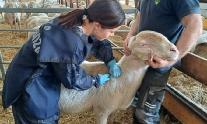 Blue Tongue, vaccinati 6000 capi di ovini nei territori di Ats Brianza