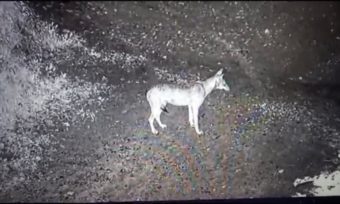 Lupi e orsi in aumento in Lombardia