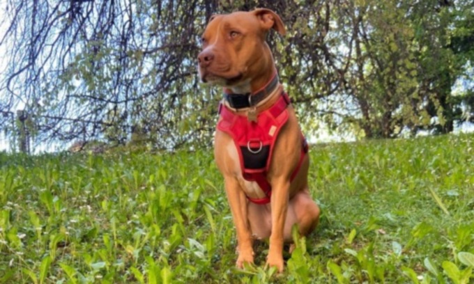 L’onorevole Brambilla in campo per la cagnolina Mulan: “Ingente ricompensa per chi la trova”
