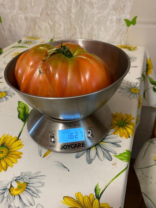 L’orto di Pasquale Inzillo è davvero magico: raccolto un maxi pomodoro