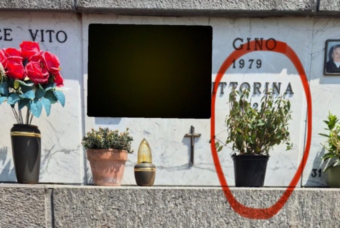 Scambio di fiori al cimitero: i soliti ignoti rubano un bel vaso da una tomba… lasciando in cambio una piantina appassita