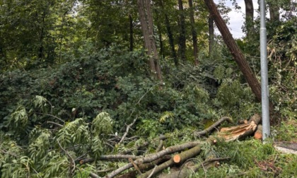 Alberi caduti e pericolanti: riaperta via Montello a Castello Brianza