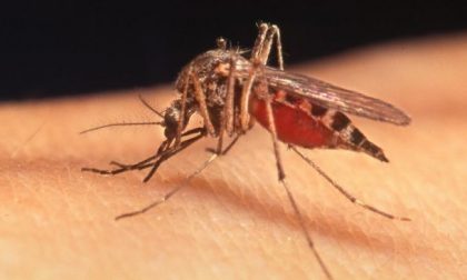 West Nile, positività a Colico nell’avifauna: scattano le limitazioni alle donazioni di sangue anche a Lecco