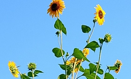 Un girasole… da record, tutte le foto