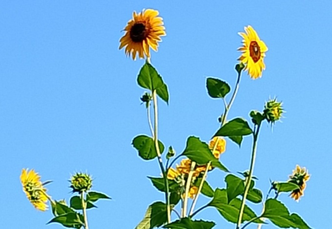 Un girasole… da record, tutte le foto