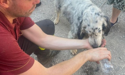 Cane precipita in un dirupo, recuperato dai Vigili del Fuoco