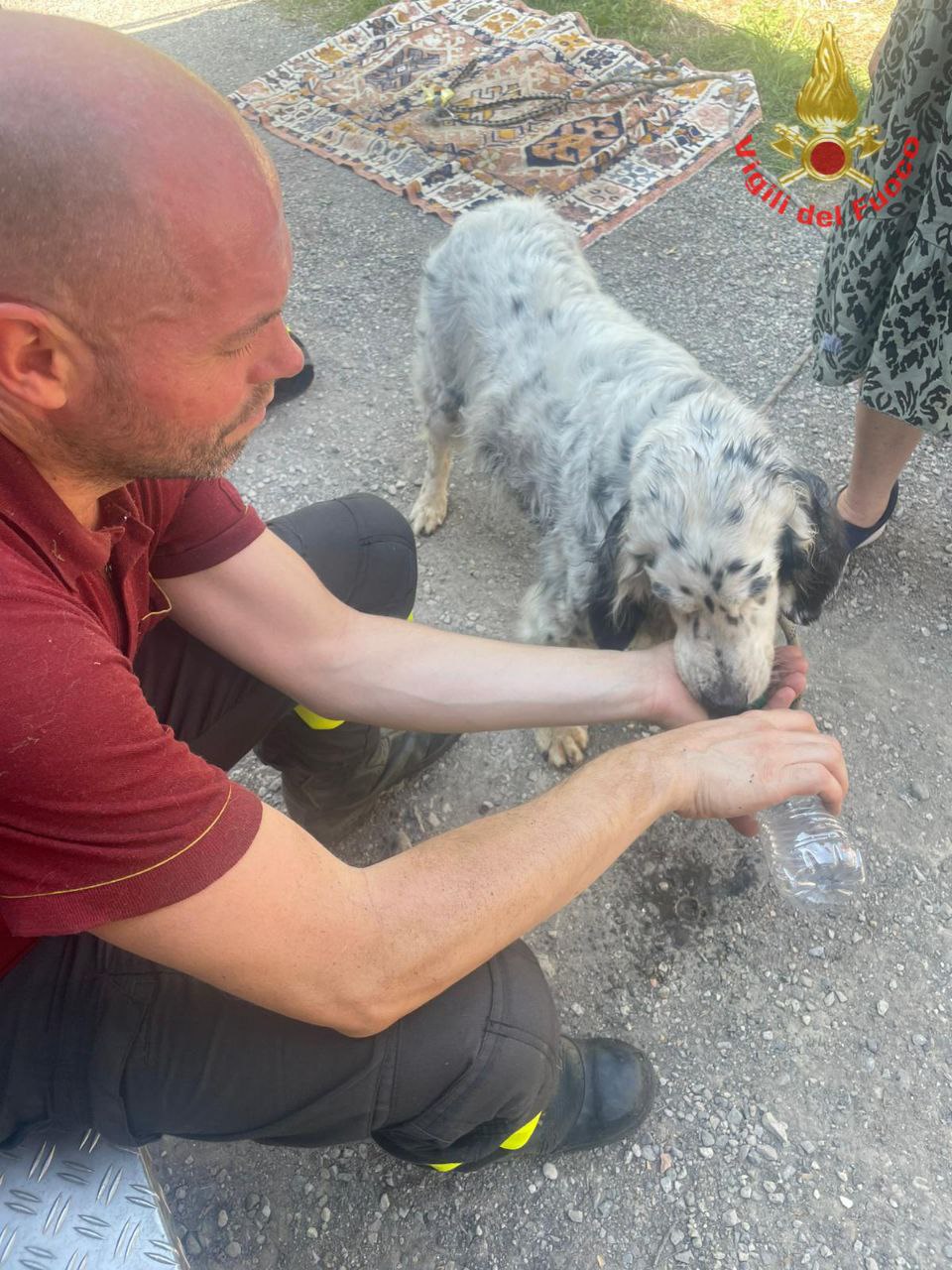 cane precipita in un dirupo