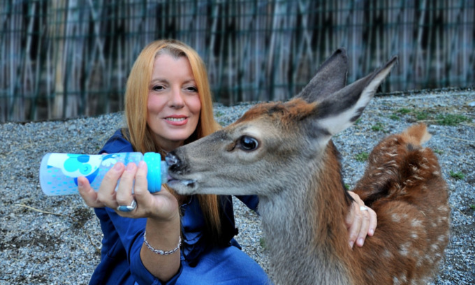 Incidenti con animali, l’omissione di soccorso può diventare maltrattamento