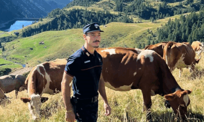 Mucche in fuga dal recinto, recuperate dai Carabinieri Forestali