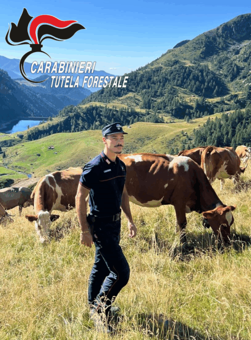 Mucche in fuga dal recinto, recuperate dai Carabinieri Forestali