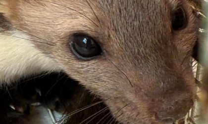 Salvata una faina in coma, rimessa in libertà