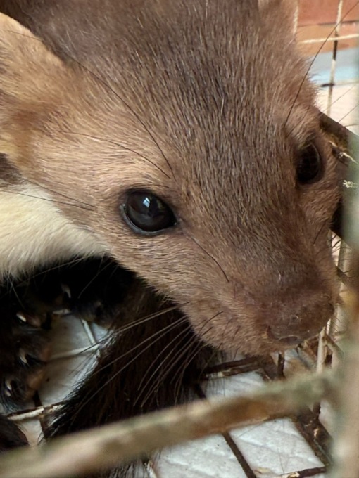 Salvata una faina in coma, rimessa in libertà