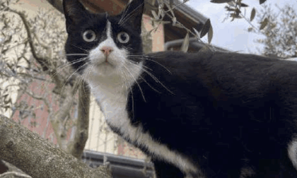 La gattina Vicky uccisa da ignoti con un’arma a piombini