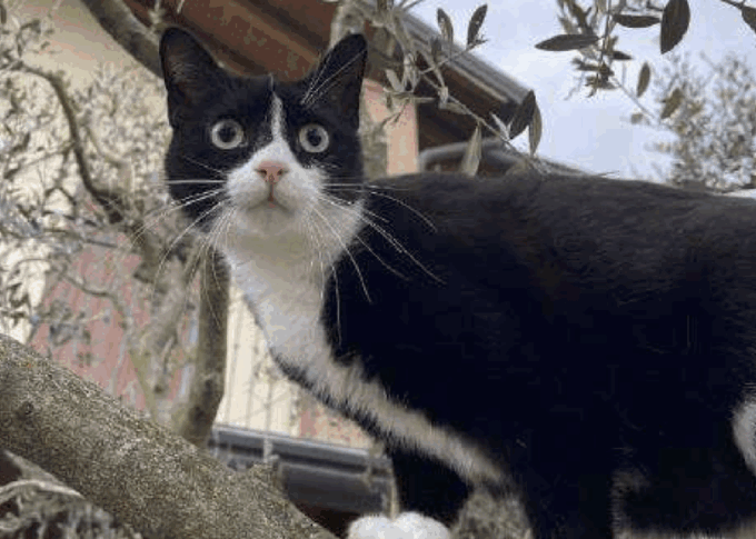 La gattina Vicky uccisa da ignoti con un’arma a piombini