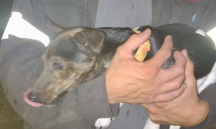 Cagnolino incastrato, arrivano i Vigili del Fuoco