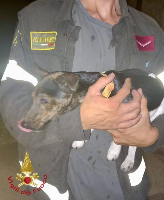Cagnolino incastrato, arrivano i Vigili del Fuoco