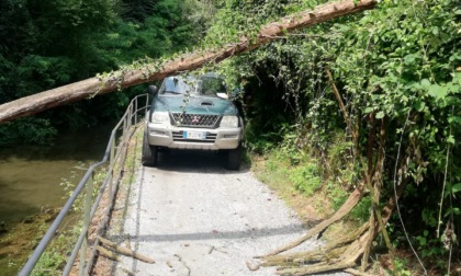 Non c’è pace per lo Stallazzo: alzaia ostruita da un albero caduto