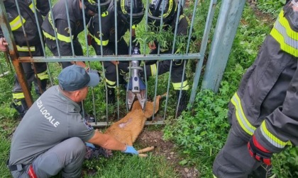 Capriolo incastrato in un cancello, è stato liberato