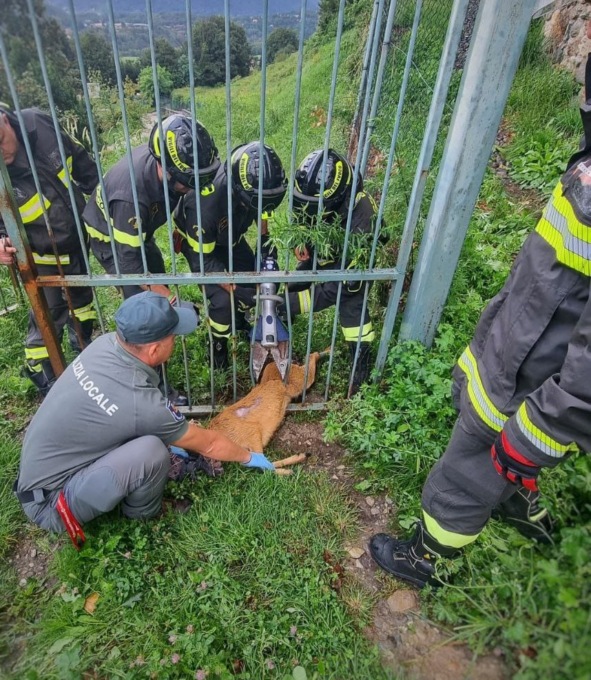Capriolo incastrato in un cancello, è stato liberato