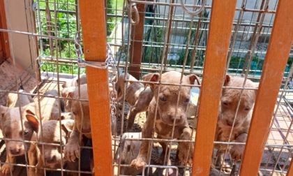 Sul balcone sotto il soli a 35 gradi: cuccioli salvati dai veterinari di Ats Brianza e dai Carabinieri forestali