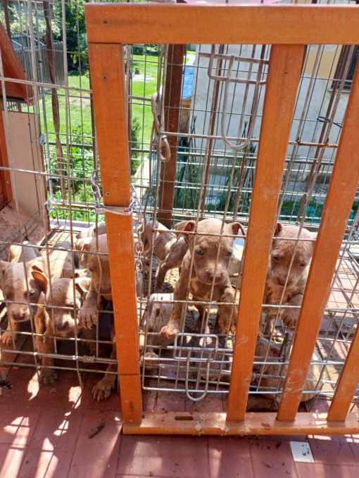 Sul balcone sotto il soli a 35 gradi: cuccioli salvati dai veterinari di Ats Brianza e dai Carabinieri forestali