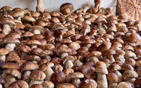 Per i funghi un settembre 2025 da record: “Qualcosa che non si vedeva da anni”