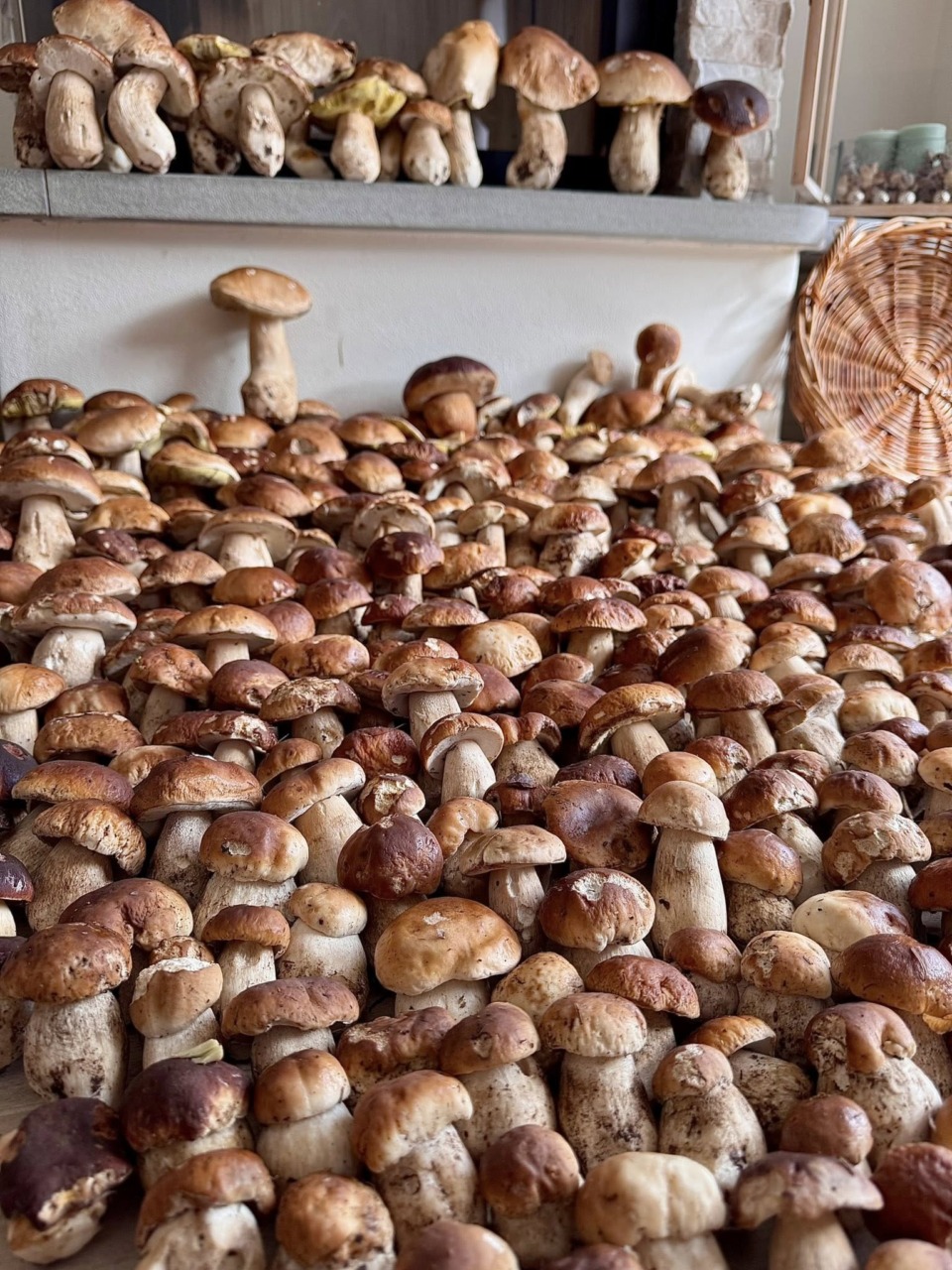 Per i funghi un settembre 2025 da record: “Qualcosa che non si vedeva da anni”