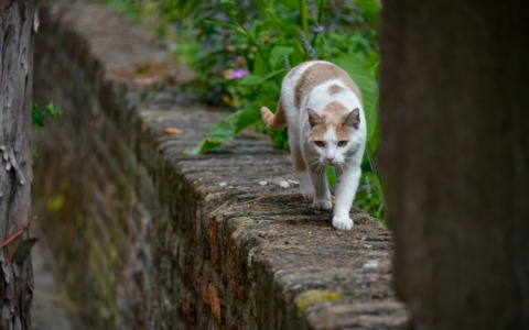 Mille euro per i gatti randagi, l’appello del sindaco: “Vanno sterilizzati”