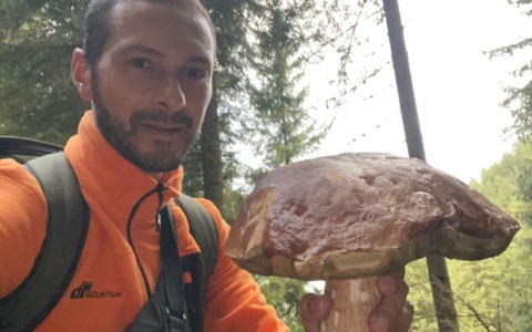 Brianzolo trova un fungo porcino gigante nei boschi