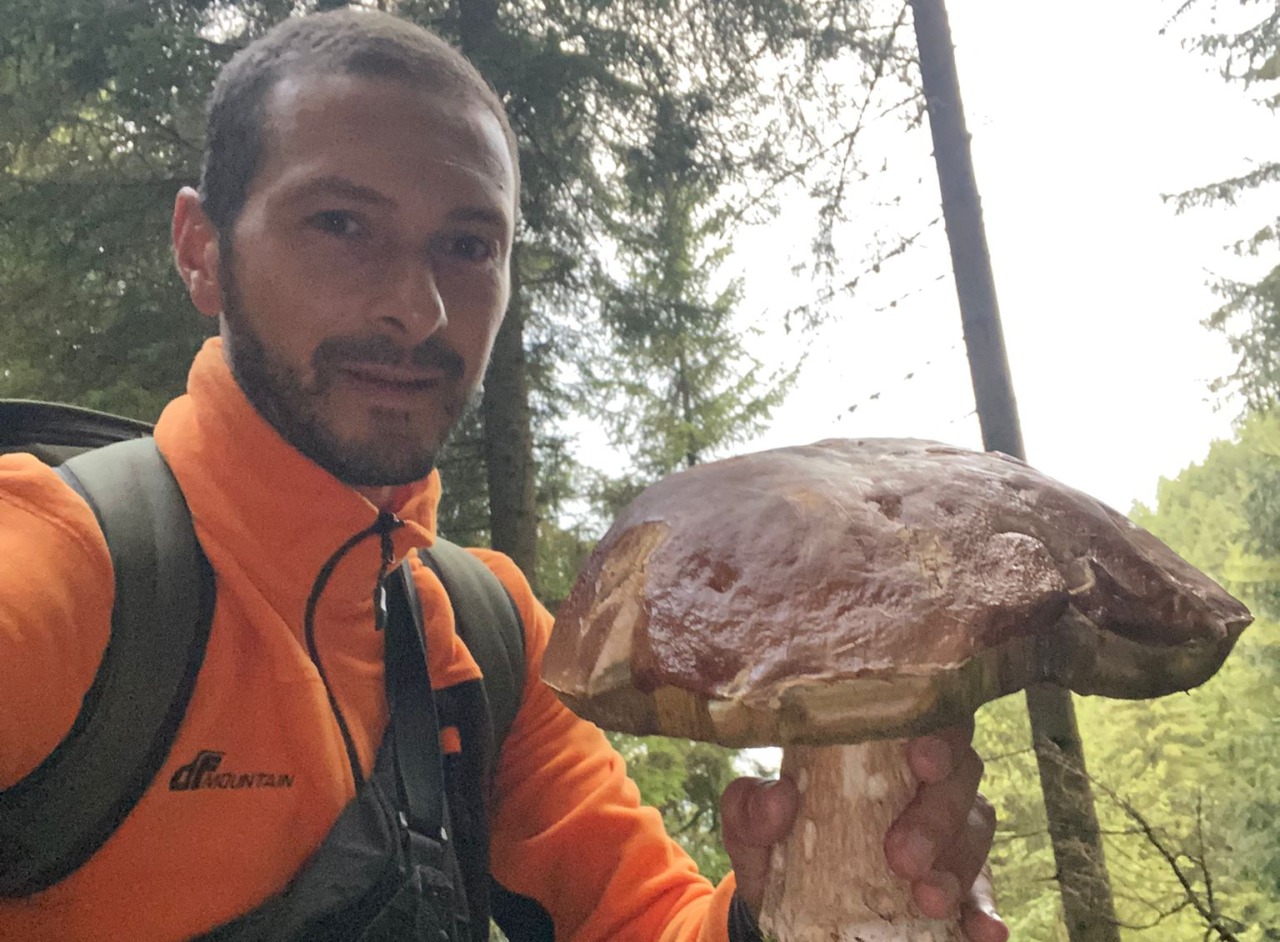 Brianzolo trova un fungo porcino gigante nei boschi