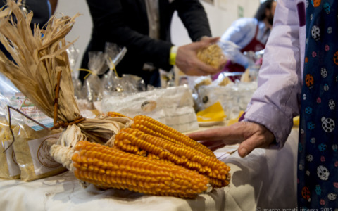Mais Spinato in campo e in tavola: festa a Gandino per “I Giorni del Melgotto”