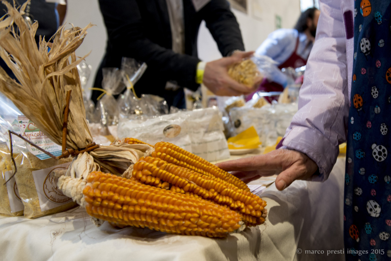 Mais Spinato in campo e in tavola: festa a Gandino per “I Giorni del Melgotto”
