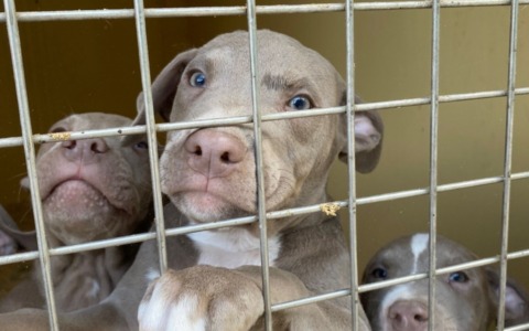 Cani salvati dal maltrattamento, ora si possono adottare