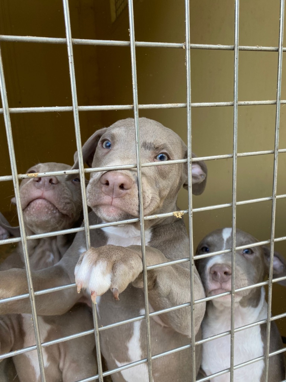 Cani salvati dal maltrattamento, ora si possono adottare