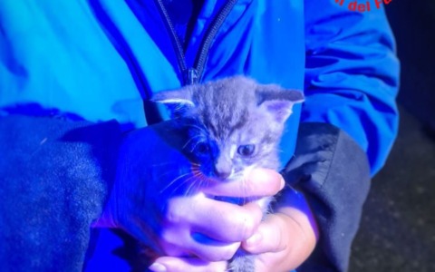 Gattino gettato nella campana del vetro: lo salvano i Vigili del Fuoco