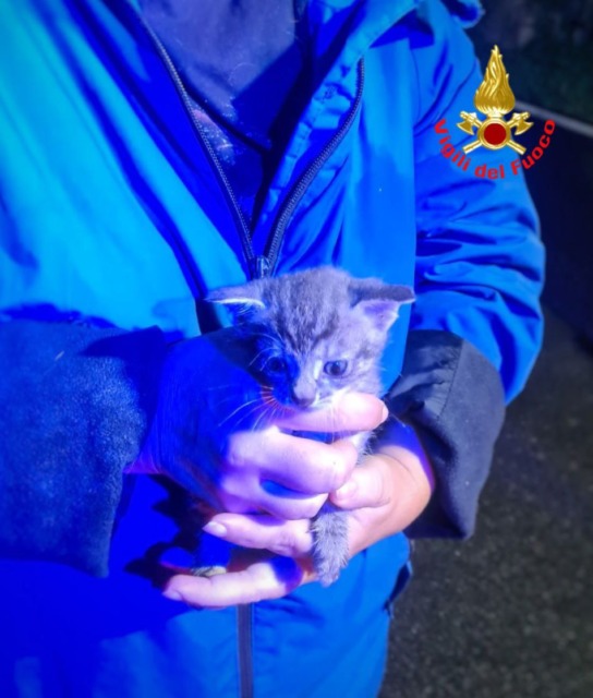 Gattino gettato nella campana del vetro: lo salvano i Vigili del Fuoco
