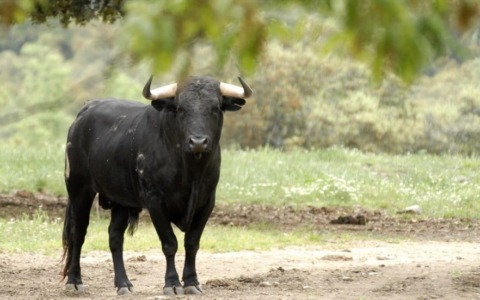 Toro in fuga per la libertà nel Casatese, lo cercano le forze dell’ordine e Ats Brianza