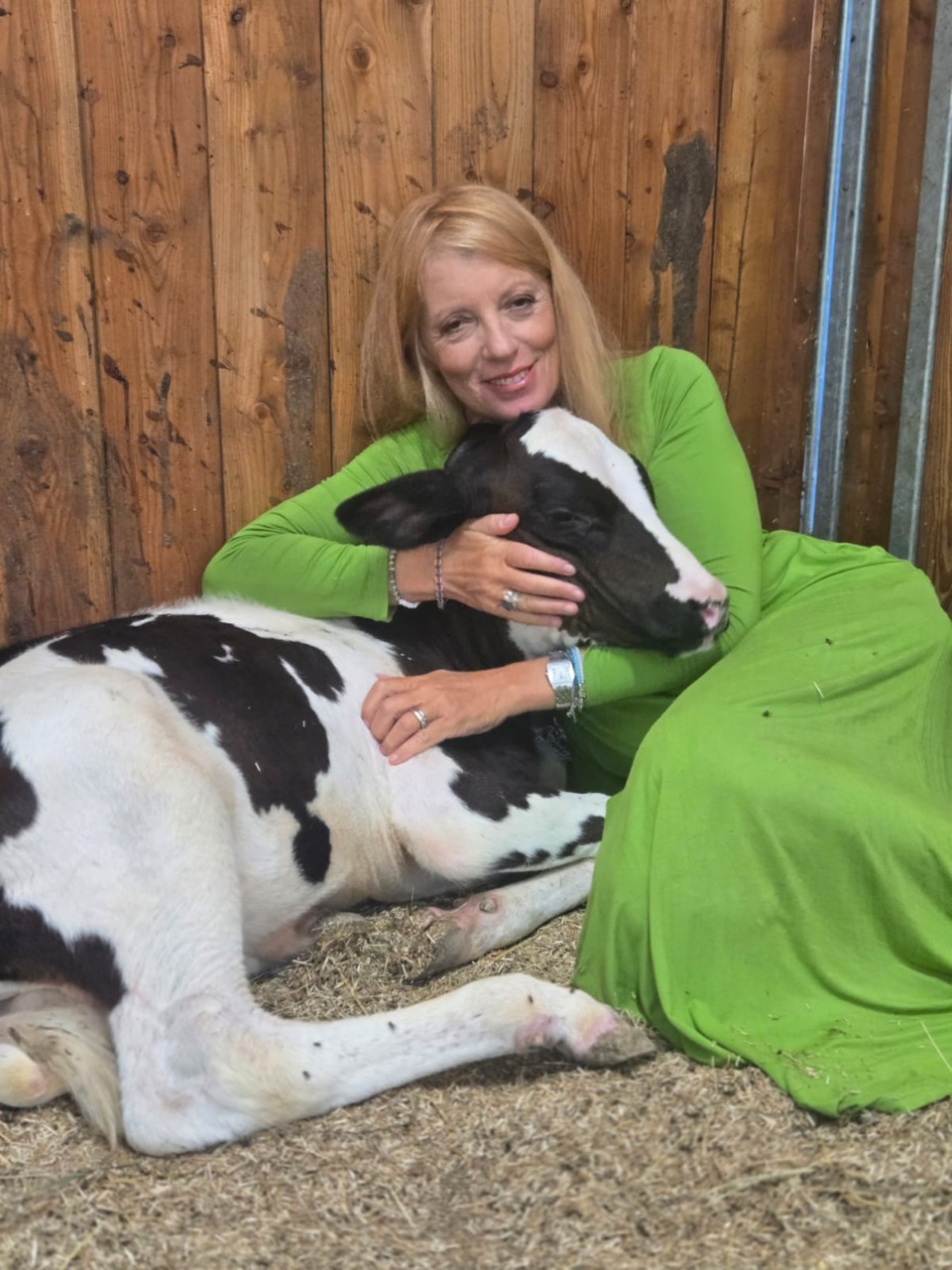 Mucca (ex toro) in fuga, critiche animaliste alla Brambilla: “La sua vita è stata mercificata”