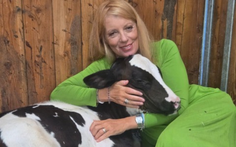 Mucca (ex toro) in fuga, critiche animaliste alla Brambilla: “La sua vita è stata mercificata”