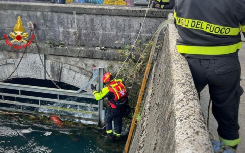 In difficoltà nel fiume Adda, cane salvato dai Vigili del fuoco