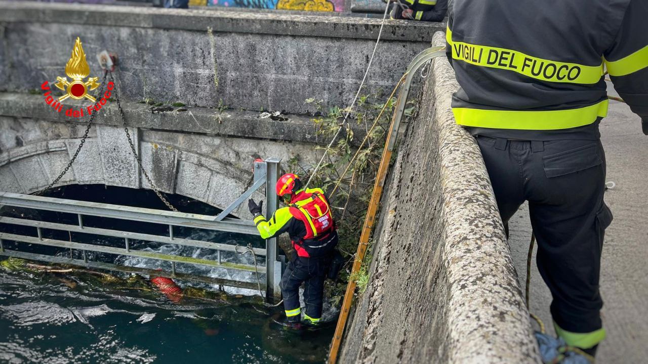 In difficoltà nel fiume Adda, cane salvato dai Vigili del fuoco