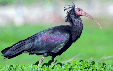 Bracconieri uccidono due rari ibis eremita