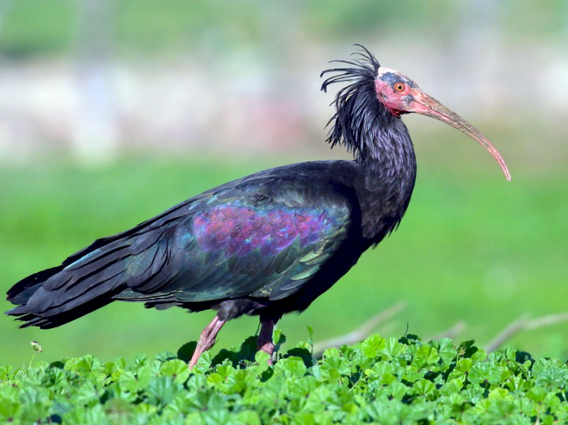 Bracconieri uccidono due rari ibis eremita