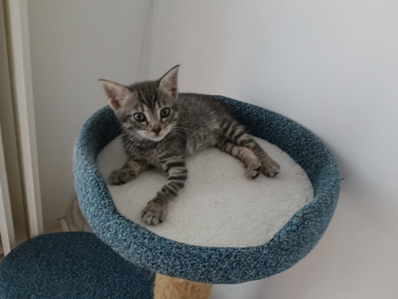 Gattina abbandonata nella campana del vetro, ora Glass ha una famiglia