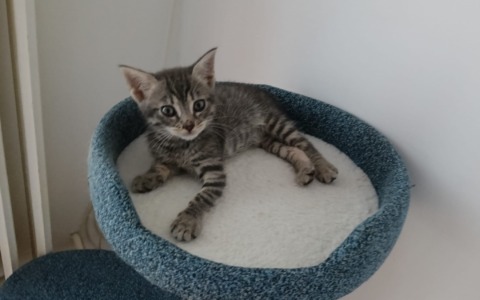 Gattina abbandonata nella campana del vetro, ora Glass ha una famiglia