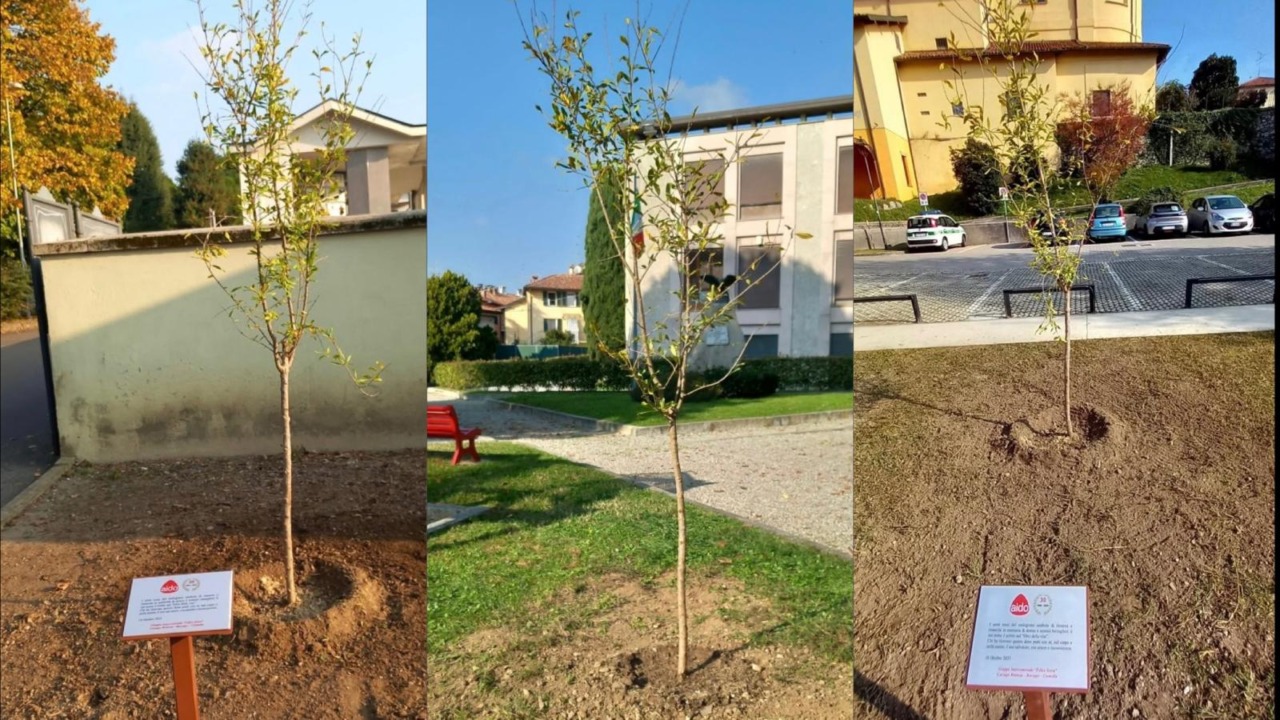 Gruppo Aido Intercomunale di Barzago, Cremella e Cassago Brianza: una piantina di melograno in memoria dei donatori