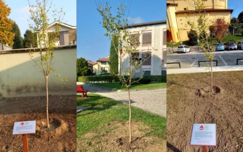 Gruppo Aido Intercomunale di Barzago, Cremella e Cassago Brianza: una piantina di melograno in memoria dei donatori