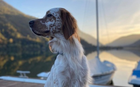 Il cane Zack scomparso nei pressi del rifugio: l’appello del proprietario