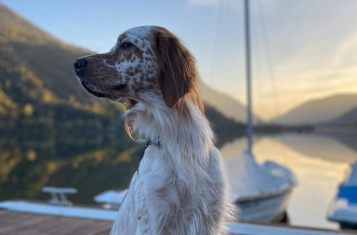 Il cane Zack scomparso nei pressi del rifugio: l’appello del proprietario