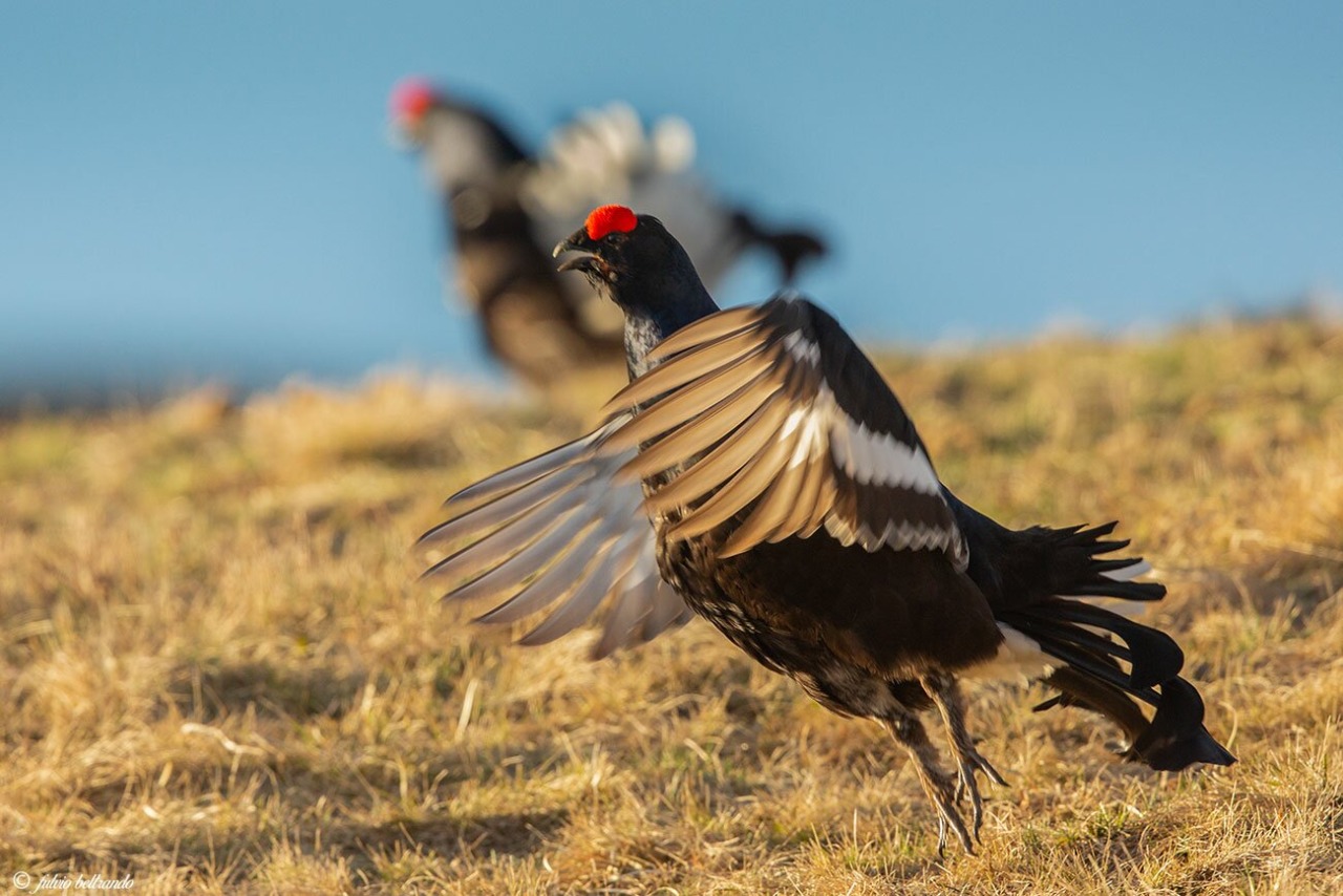 Il destino del gallo forcello è segnato, colpa del mondo della caccia